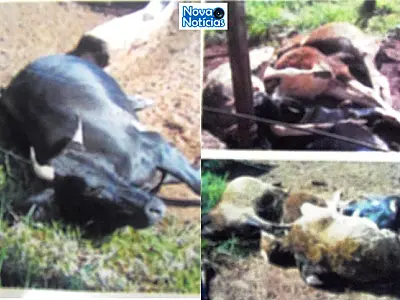 Fio de alta tensão cai em cima de cerca e mata cinco animais