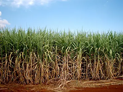 Empresas de cana-de-açúcar de MS recebem selo de boas práticas