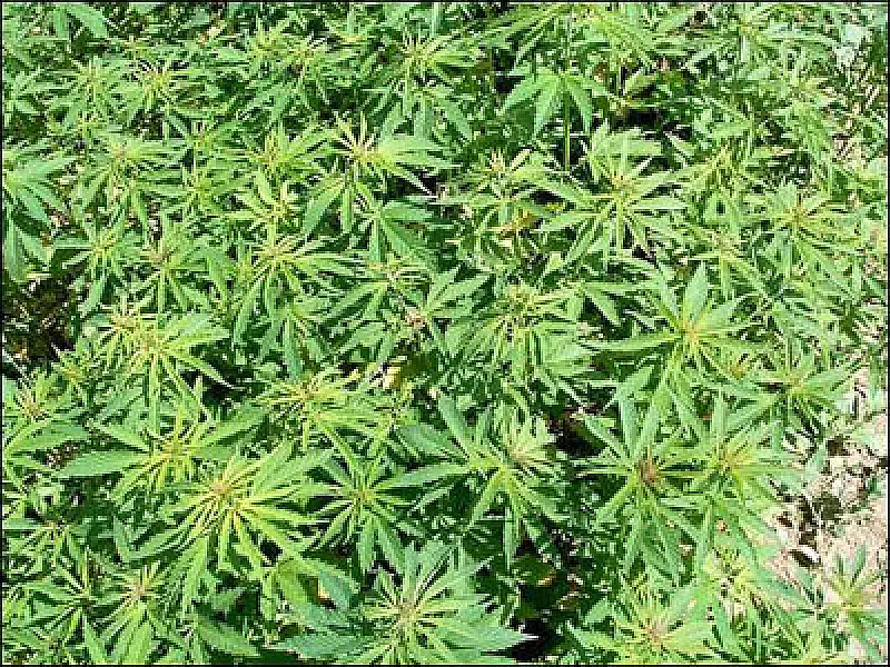 Pesquisa mostra efeito da maconha que ainda era desconhecido