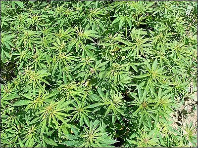 Pesquisa mostra efeito da maconha que ainda era desconhecido