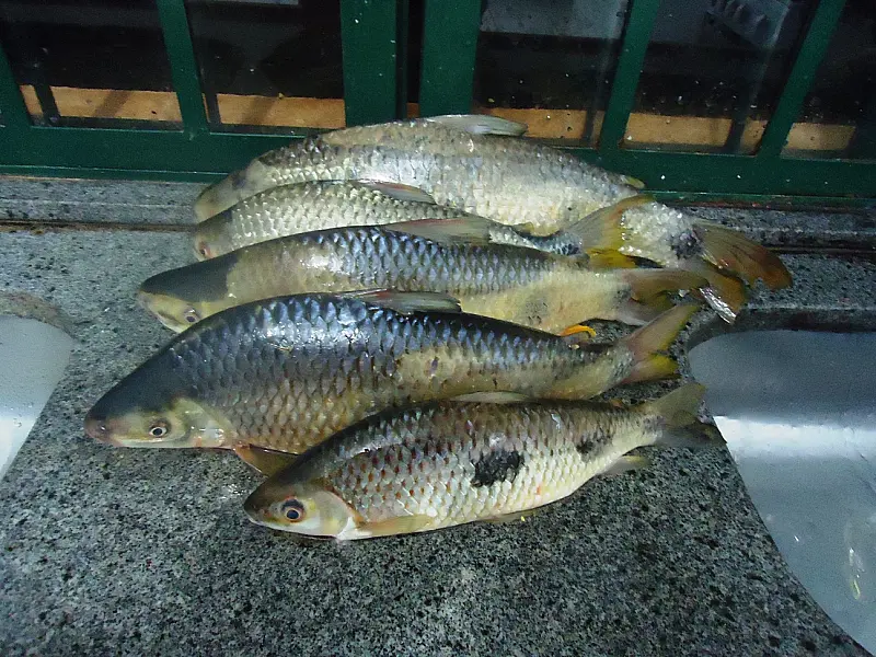 PMA autua em R$ 600 pescador paulista por pescar sem licença