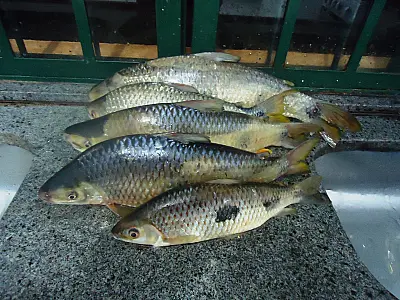 PMA autua em R$ 600 pescador paulista por pescar sem licença