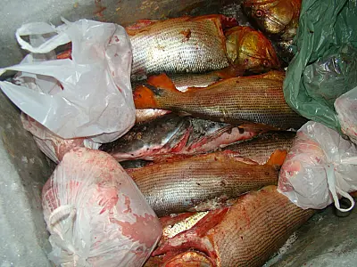 PMA prende assentado com 52 kg de pescado ilegal em Corumbá