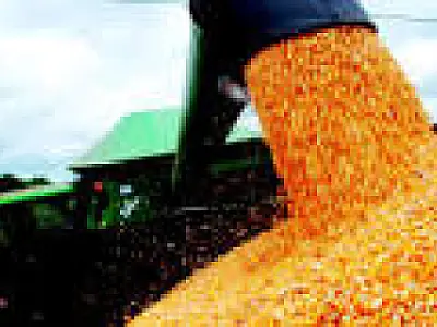 Colheita do milho 2ª safra chega a 15% das lavouras