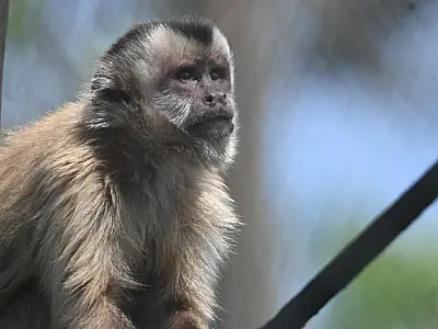 Após meses de reabilitação, Imasul solta sete macacos-prego para retorno à vida livre no Pantanal