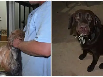 Em Coxim, cães atacam porco espinho e ficam feridos