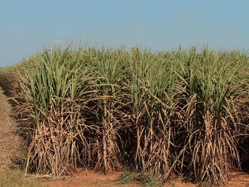 Desenvolvimento do setor sucroenergético de MS esbarra na logística