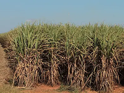 Desenvolvimento do setor sucroenergético de MS esbarra na logística
