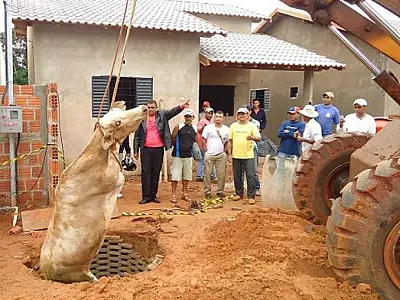 Vaca é retirada de fossa em Paranaíba após duas horas