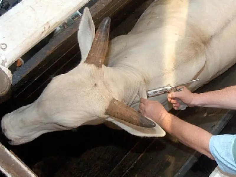 Paraguai confirma foco de febre aftosa a 150 km da fronteira com MS