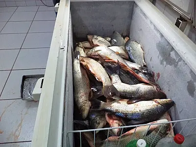 Comerciante paulista é autuado em R$ 8,7 mil; 400 kg de pescado são apreendidos