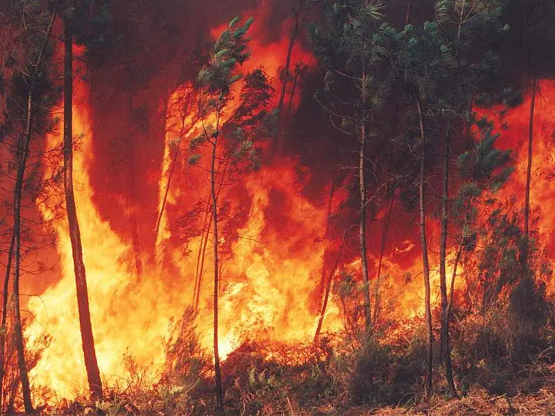 Metade dos incêndios florestais poderia ser evitado