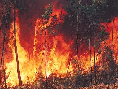 Metade dos incêndios florestais poderia ser evitado