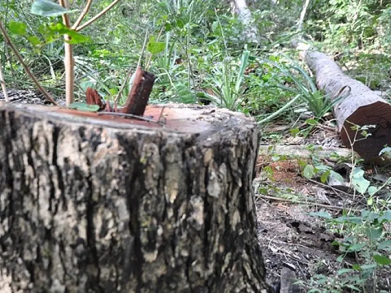 MPF constata devastação ambiental em terra indígena ocupada por fazendeiros em MS