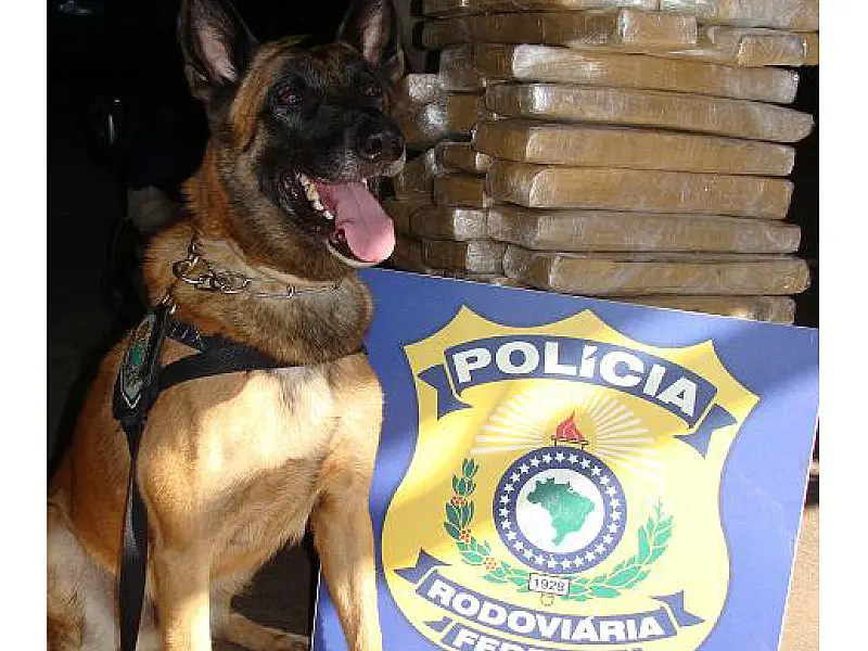 Cão farejador localiza 85 kg de maconha