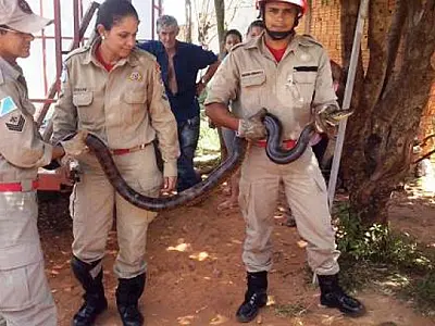 Bombeiros capturam cobra Sucuri de 2 metros dentro de residência em Naviraí