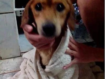 Moradores mudam e abandonam cão sem água e comida na casa