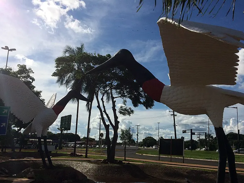 Concurso para escolher nomes dos tuiuiús do aeroporto de Campo Grande recebe inscrições até domingo