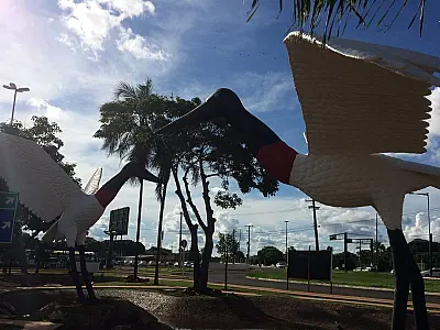 Concurso para escolher nomes dos tuiuiús do aeroporto de Campo Grande recebe inscrições até domingo