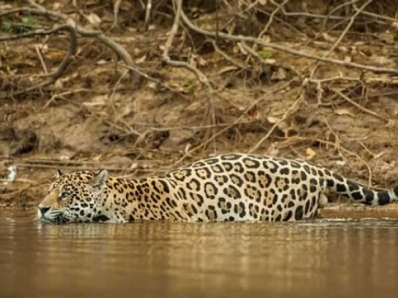 Medidas de preservação da onça-pintada no Pantanal são discutidas
