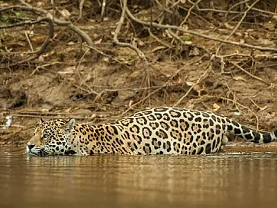 Medidas de preservação da onça-pintada no Pantanal são discutidas