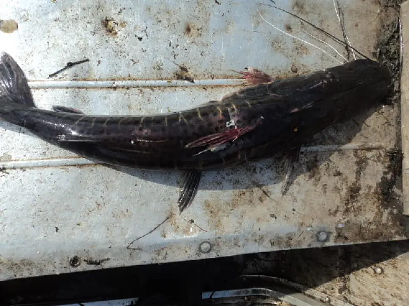 Pescador profissional é autuado por pescar peixe fora da medida