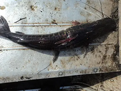 Pescador profissional é autuado por pescar peixe fora da medida