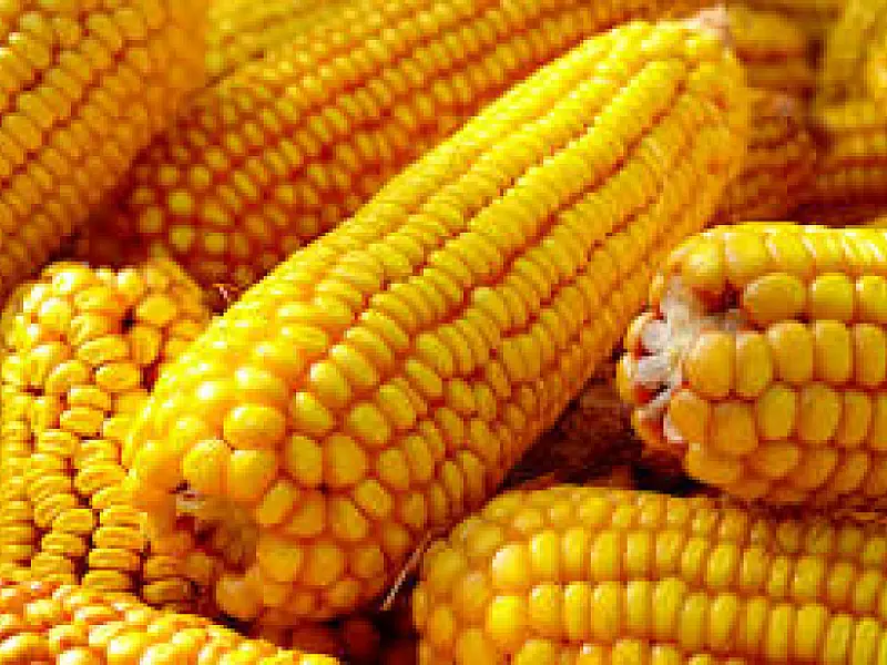 Produção de grãos deve recuar a patamar de 3 safras passadas em MS
