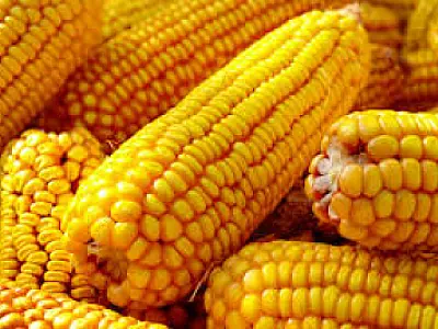 Produção de grãos deve recuar a patamar de 3 safras passadas em MS