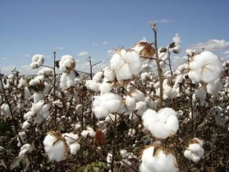 Câmara dos EUA quer fim de acordo com produtores de algodão do Brasil