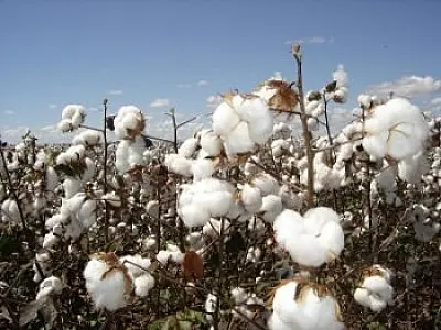 Câmara dos EUA quer fim de acordo com produtores de algodão do Brasil