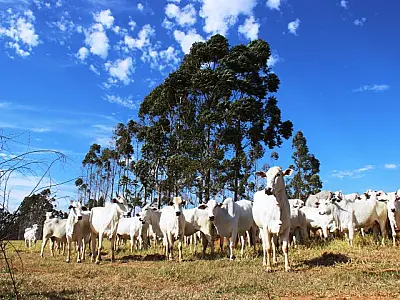 Governo de MS leva para a Dinapec inovações em sustentabilidade, de olho no futuro da agropecuária
