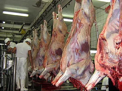 Abate de bovinos cai 11,34% em MS no 1º trimestre de 2015, diz IBGE