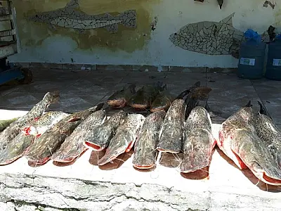 Quantidade de peixes capturados em rios do Pantanal de MS cresce 18,6%