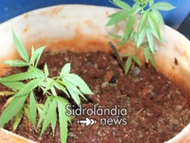 Jovens são presos com armas, drogas e plantas de maconha