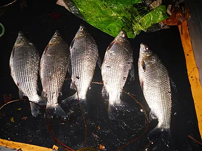 PMA prende assentado por capturar peixes com petrechos proibidos