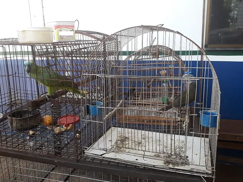 PMA e Polícia Civil prendem e autuam infrator em R$ 7 mil por manter aves silvestres em cativeiro