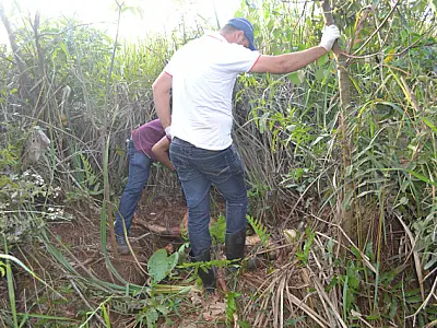 Corpo é encontrado às margens de córrego em Nova Alvorada do Sul