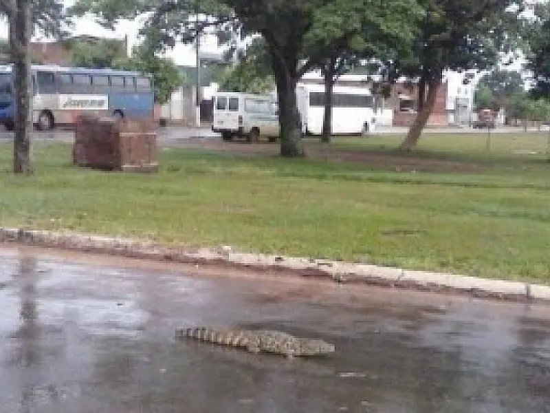 Jacaré é flagrado no centro da cidade de Batayporã
