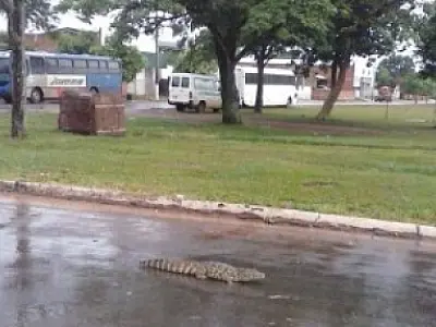 Jacaré é flagrado no centro da cidade de Batayporã