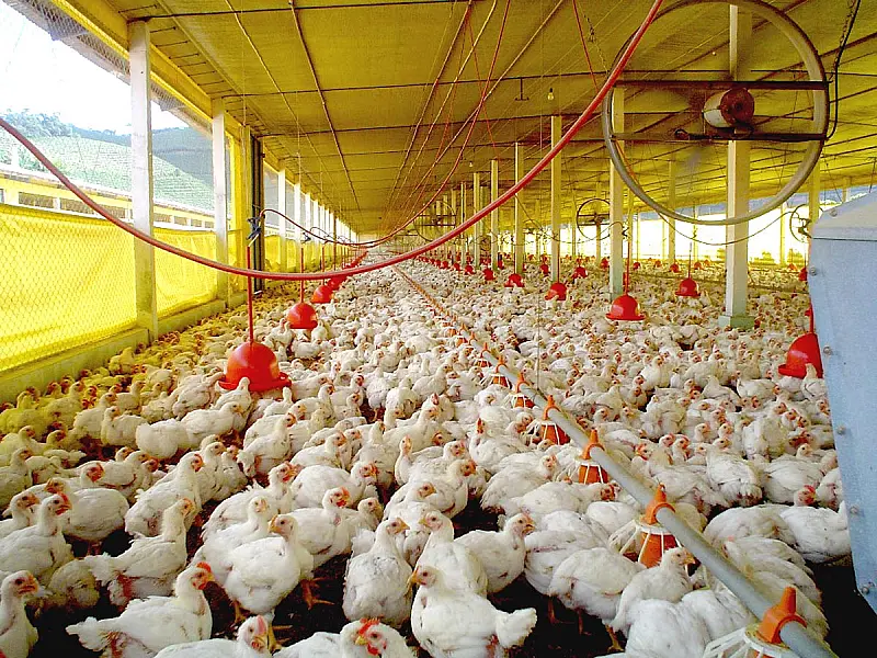 África do Sul desiste de aplicar tarifas sobre frango brasileiro
