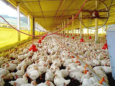 África do Sul desiste de aplicar tarifas sobre frango brasileiro