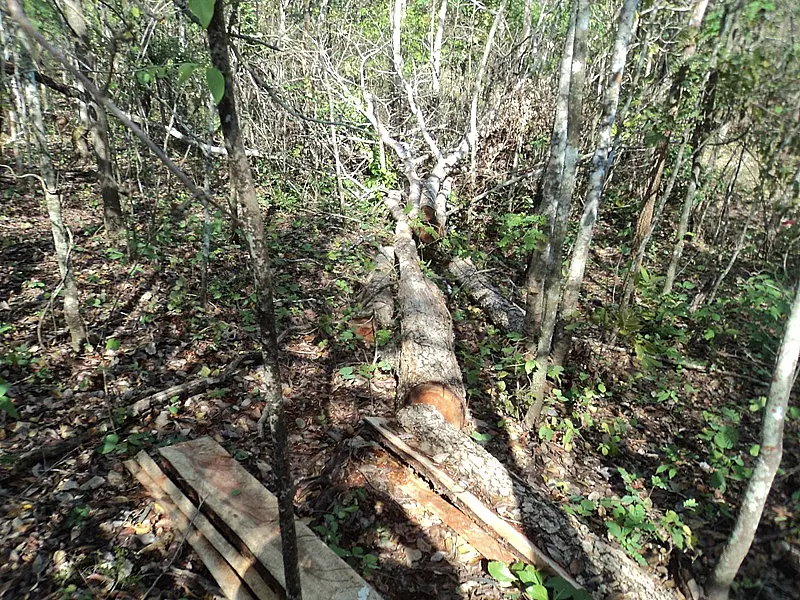 Dono de chácara é autuado em R$ 4,8 mil por derrubada de madeira de lei