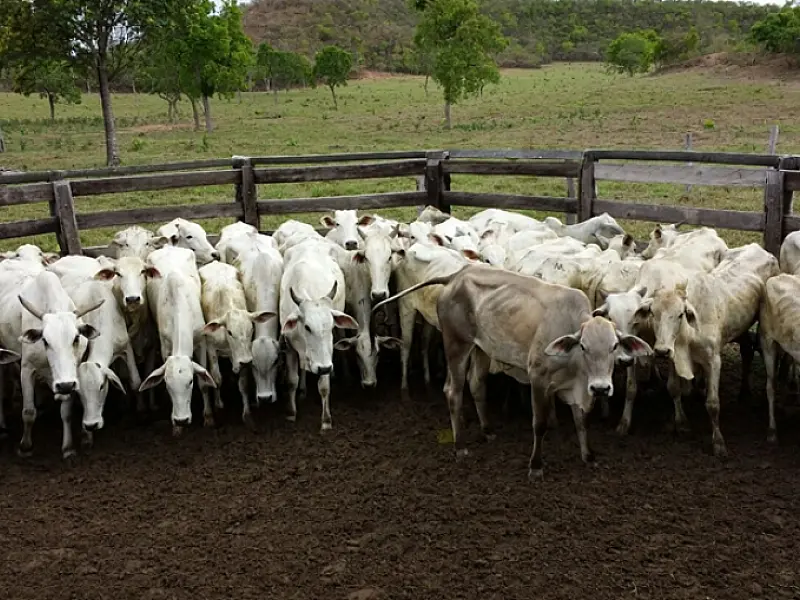 Polícia Civil desarticula quadrilha por furto de gado em fazenda na zona rural de Rio Verde