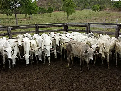 Polícia Civil desarticula quadrilha por furto de gado em fazenda na zona rural de Rio Verde