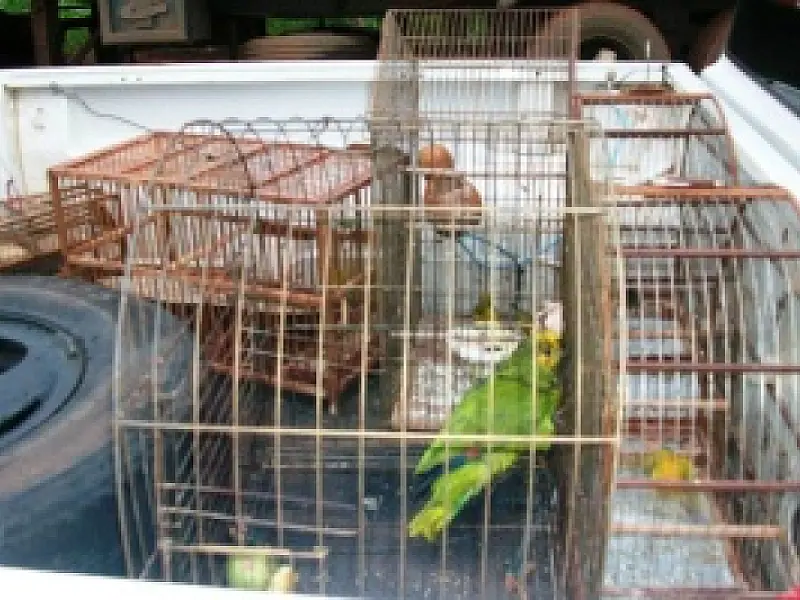 Jovem é autuado por criar aves silvestres ilegalmente
