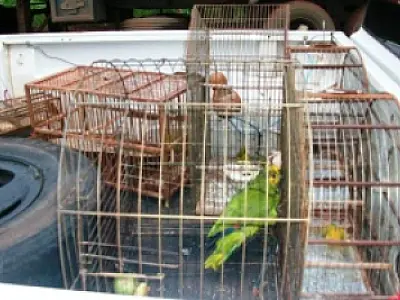 Jovem é autuado por criar aves silvestres ilegalmente