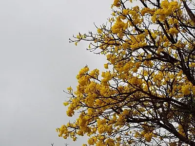 Frente fria traz esperança de chuva e refresco nas temperaturas a partir do meio da semana
