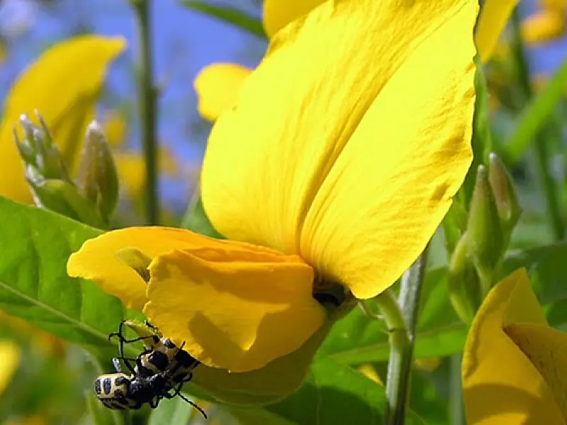 Planta que auxilia no combate ao Aedes será distribuída na Capital