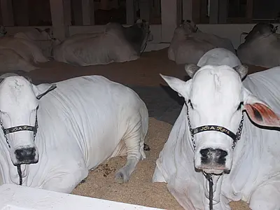 Para Expogrande 2014, Acrissul espera movimentar vendas de animais
